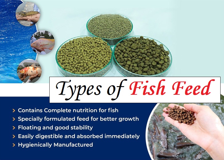 Complete Information About Types of Fish Feed